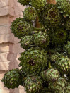 ARTICHOKE