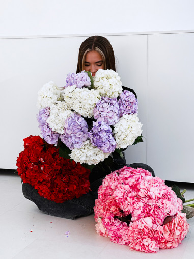 HYDRANGEA