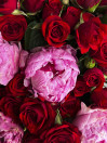 FOR LOVE 15